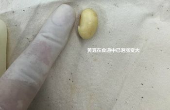 999策略白菜手机论坛